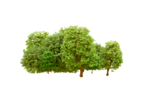 Green forest isolated on background. 3d rendering - illustration png