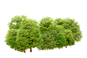 verde floresta isolado em fundo. 3d Renderização - ilustração png