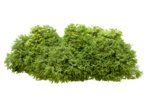 verde floresta isolado em fundo. 3d Renderização - ilustração png