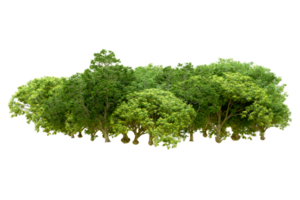Green forest isolated on background. 3d rendering - illustration png