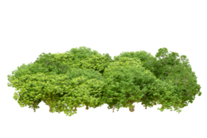 Green forest isolated on background. 3d rendering - illustration png