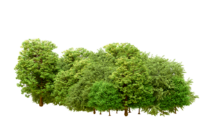 Green forest isolated on background. 3d rendering - illustration png