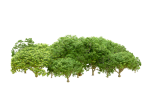 verde floresta isolado em fundo. 3d Renderização - ilustração png