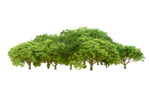 Green forest isolated on background. 3d rendering - illustration png