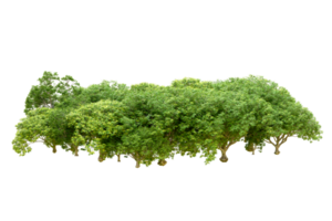 Green forest isolated on background. 3d rendering - illustration png