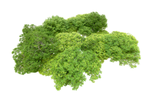 verde floresta isolado em fundo. 3d Renderização - ilustração png