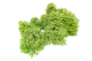 verde floresta isolado em fundo. 3d Renderização - ilustração png