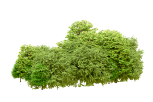 Green forest isolated on background. 3d rendering - illustration png