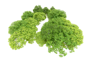 Green forest isolated on background. 3d rendering - illustration png