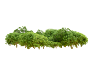 Green forest isolated on background. 3d rendering - illustration png