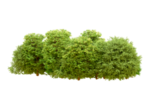 Green forest isolated on background. 3d rendering - illustration png