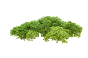 Green forest isolated on background. 3d rendering - illustration png