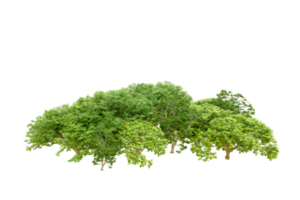 Green forest isolated on background. 3d rendering - illustration png