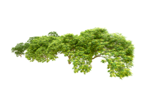 Grün Wald isoliert auf Hintergrund. 3d Rendern - - Illustration png