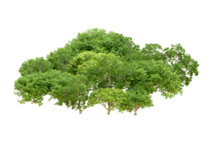 Green forest isolated on background. 3d rendering - illustration png