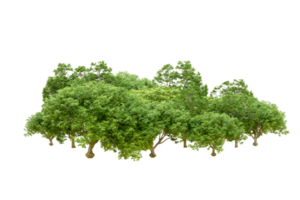 Green forest isolated on background. 3d rendering - illustration png