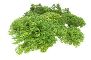 Green forest isolated on background. 3d rendering - illustration png