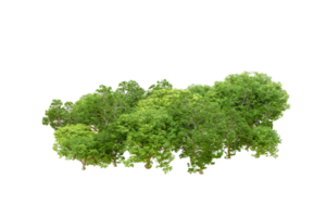 Green forest isolated on background. 3d rendering - illustration png