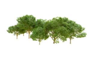 vert forêt isolé sur Contexte. 3d le rendu - illustration png