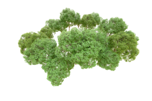 Grün Wald isoliert auf Hintergrund. 3d Rendern - - Illustration png