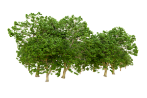 Green forest isolated on background. 3d rendering - illustration png