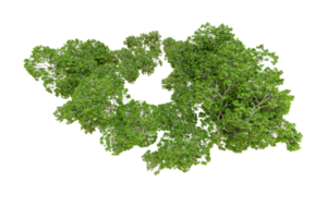 verde floresta isolado em fundo. 3d Renderização - ilustração png