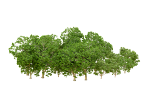 Green forest isolated on background. 3d rendering - illustration png