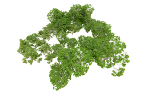 Grün Wald isoliert auf Hintergrund. 3d Rendern - - Illustration png