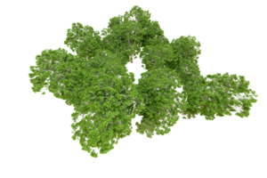 vert forêt isolé sur Contexte. 3d le rendu - illustration png