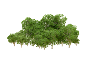 Green forest isolated on background. 3d rendering - illustration png