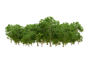 Green forest isolated on background. 3d rendering - illustration png