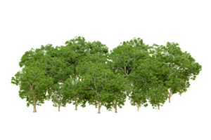 Green forest isolated on background. 3d rendering - illustration png