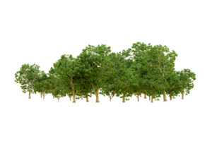Green forest isolated on background. 3d rendering - illustration png