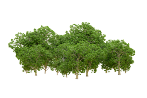 Green forest isolated on background. 3d rendering - illustration png