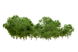 Green forest isolated on background. 3d rendering - illustration png