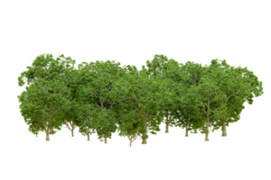 Green forest isolated on background. 3d rendering - illustration png