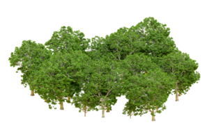 verde foresta isolato su sfondo. 3d interpretazione - illustrazione png