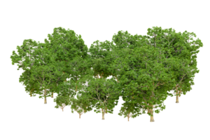 verde foresta isolato su sfondo. 3d interpretazione - illustrazione png