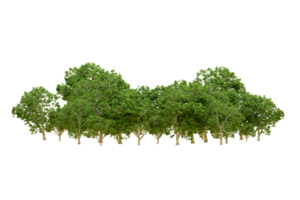Green forest isolated on background. 3d rendering - illustration png