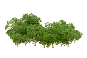 Green forest isolated on background. 3d rendering - illustration png