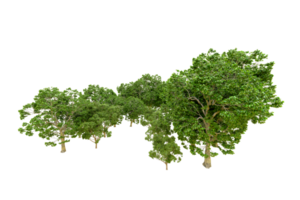 vert forêt isolé sur Contexte. 3d le rendu - illustration png