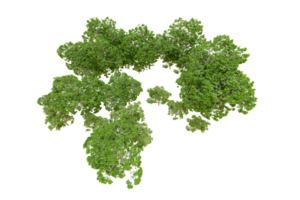 verde floresta isolado em fundo. 3d Renderização - ilustração png