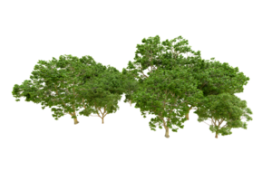 Green forest isolated on background. 3d rendering - illustration png