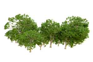 Green forest isolated on background. 3d rendering - illustration png