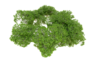 verde bosque aislado en antecedentes. 3d representación - ilustración png