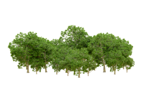 Green forest isolated on background. 3d rendering - illustration png