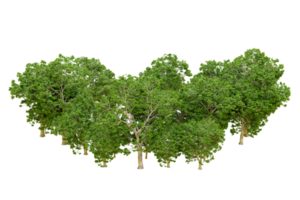 Green forest isolated on background. 3d rendering - illustration png