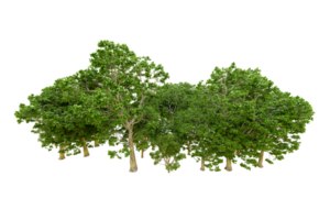 Green forest isolated on background. 3d rendering - illustration png