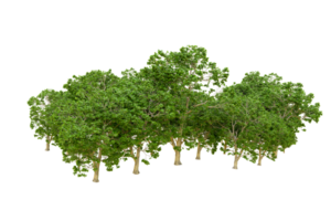 verde floresta isolado em fundo. 3d Renderização - ilustração png