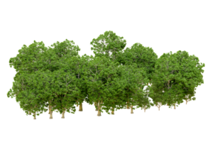 Green forest isolated on background. 3d rendering - illustration png